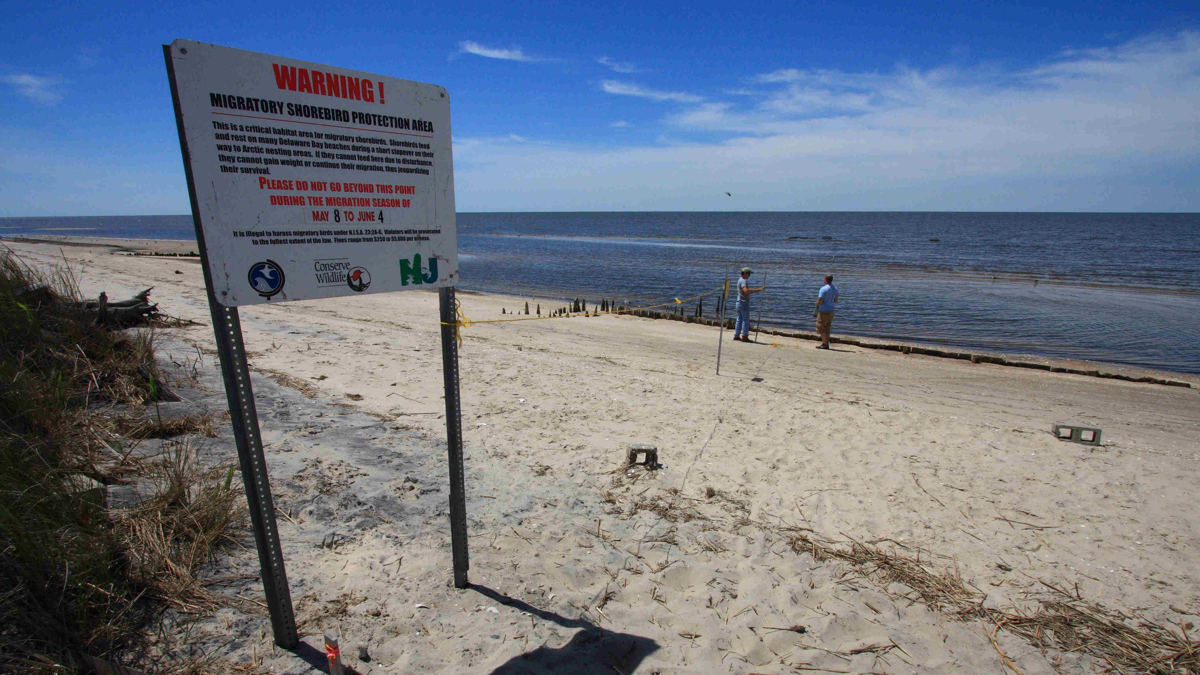 Delaware Bay beach closure « Conserve 
