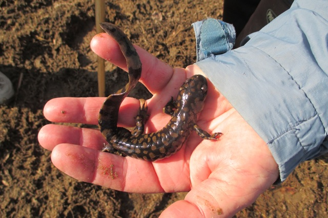 Tiger Salamander found 12__9_15@ W. Russell