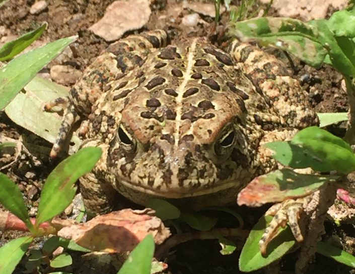 Are Toads Poisonous to Touch? 