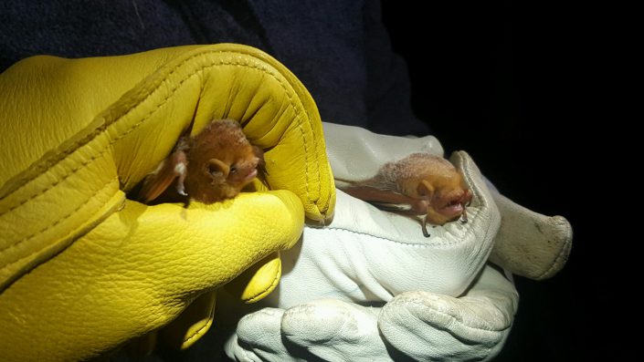 Photos from the Field: Red Bat, Brown Bat, Flying Squirrel! « Conserve  Wildlife Foundation of New Jersey
