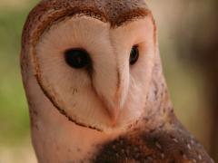 Image of Barn owls are nocturnal and hunt at night. They have very pronounced facial discs which aid its ability to find prey in complete darkness.
