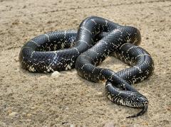 Image of Eastern king snake.