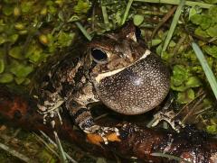 Image of A Fowler's toad calling.