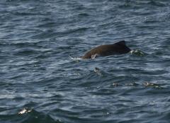 Image of This is often the best view of a harbor porpoise most people get because they are a small and shy marine mammal.