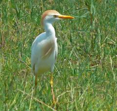 Image of An adult cattle egret in breeding plumage.