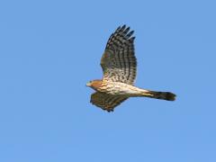 Image of A Cooper's hawk in flight.