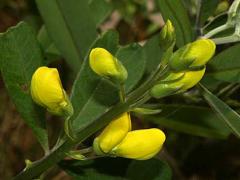 Image of Wild Indigo (Baptisia tinctoria) is a host plant for the Frosted elfin.