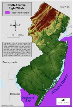Image of Range of the North Atlantic right whale off New Jersey's coast.