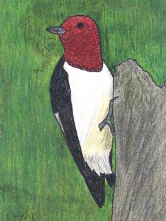 Image of Red-headed woodpecker.