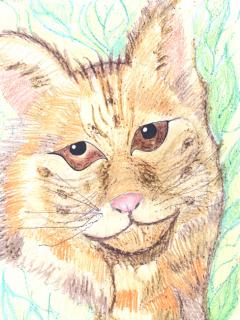 Image of Bobcat.
