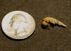 Image of An adult fairy shrimp, with a quarter for size comparison.