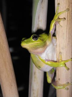 Image of American green treefrog