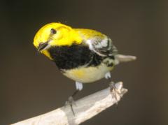 Image of An adult male black-throated green warbler.