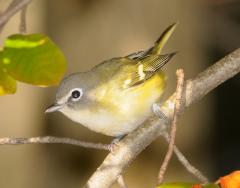 Image of An adult male blue-headed vireo.