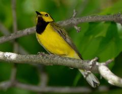 Image of An adult male hooded warbler.
