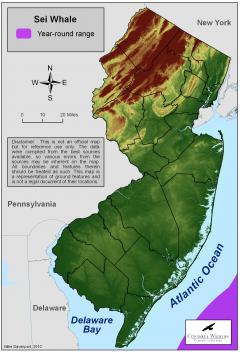 Image of Range of the Sei whale off of New Jersey's coast.