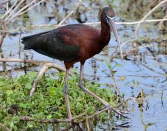 Image of An adult glossy ibis searching for food.