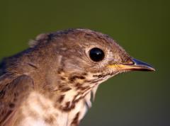 Image of A gray-cheeked thrush which was captured and banded by the N.J. Meadowlands Commission.