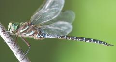 Image of An adult male subarctic darner.