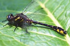 Image of An adult male banner clubtail.
