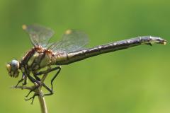 Image of An adult female harpoon clubtail.