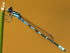 Image of An adult male Pine Barrens bluet.