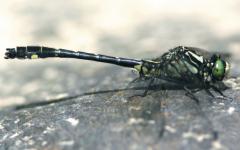 Image of An adult male green-faced clubtail.