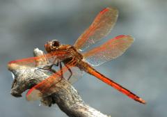 Image of An adult male golden-winged skimmer.