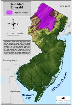 Image of Range of the ski-tailed emerald in New Jersey.