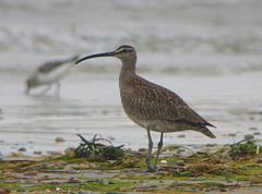 Image of An adult whimbrel.
