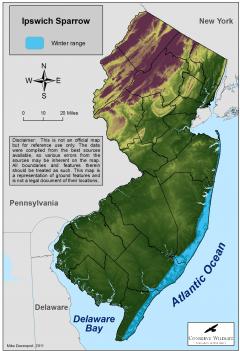 Image of Range of the ipswich sparrow in New Jersey.
