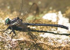 Image of An adult male sable clubtail.