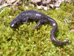Image of An adult Jefferson salamander.