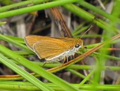 Image of An adult two-spotted skipper.