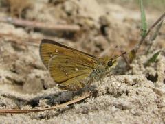 Image of An adult dotted skipper.