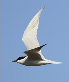 Image of A gull-billed tern in flight.