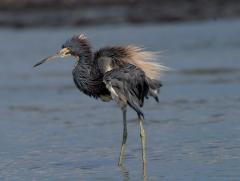 Image of An adult tricolored heron.
