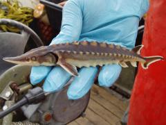 Image of A young-of-year Atlantic sturgeon.