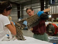 Image of Dr. Erica Miller examines the wing of a brown pelican during the Gulf Oil Spill of 2010.