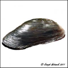Image of Eastern pearlshell.