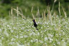 Image of Bobolink in a field being restored under the Landowner Incentive Program (LIP). With LIP, mowing is delayed each year until the end of the birds' nesting season.