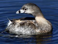 Image of An adult Pilled-billed Grebe.