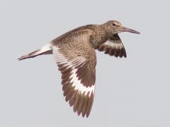 Image of A willet in flight.