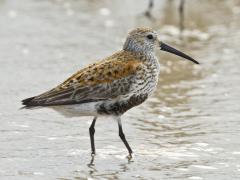 Image of Dunlin.