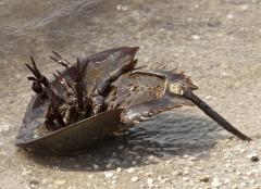 Image of When a crab is on its back, it is vulnerable to extreme sunlight and predation by gulls. Because Delaware Bay’s horseshoe crab population is on the decline, turning a crab right side up is an easy way to help both crabs and shorebirds.