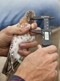 Image of A red knot’s beak is measured to help determine body size, which aids in understanding a bird’s condition. While stopping over in Delaware Bay, red knots must double their weight in order to reach the Arctic successfully.