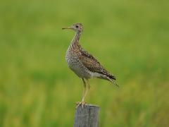Image of This is a very common stance of the Upland sandpiper as it perches on a fence post.