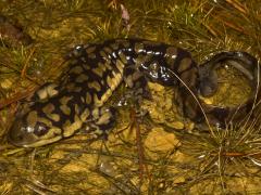 Image of Eastern tiger salamander.