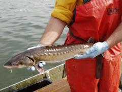 Image of A Shortnose sturgeon is pictured before being released back into the Delaware River.