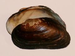 Image of A dwarf wedgemussel shell.